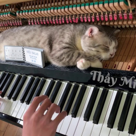 Массаж кошки с помощью пианино